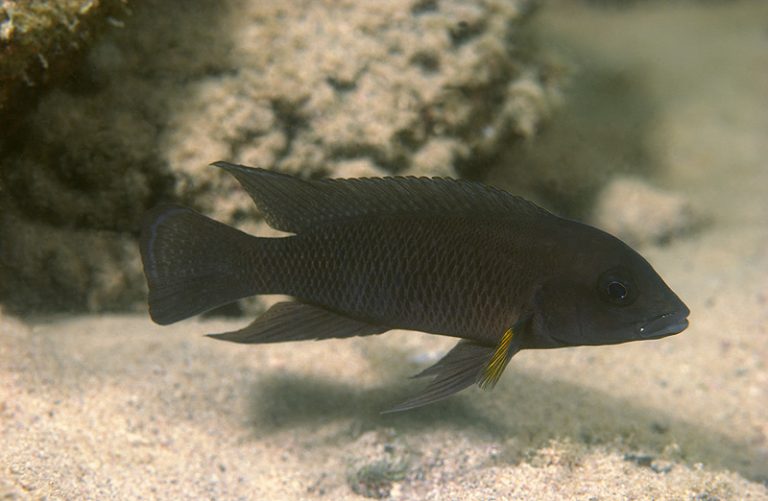 Neolamprologus modestus Foto: Ad Konings