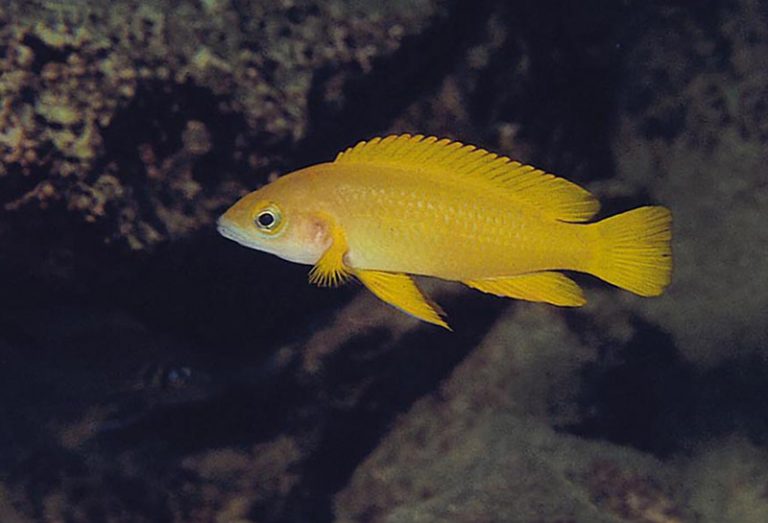 Neolamprologus leleupi Foto: Ad Konings