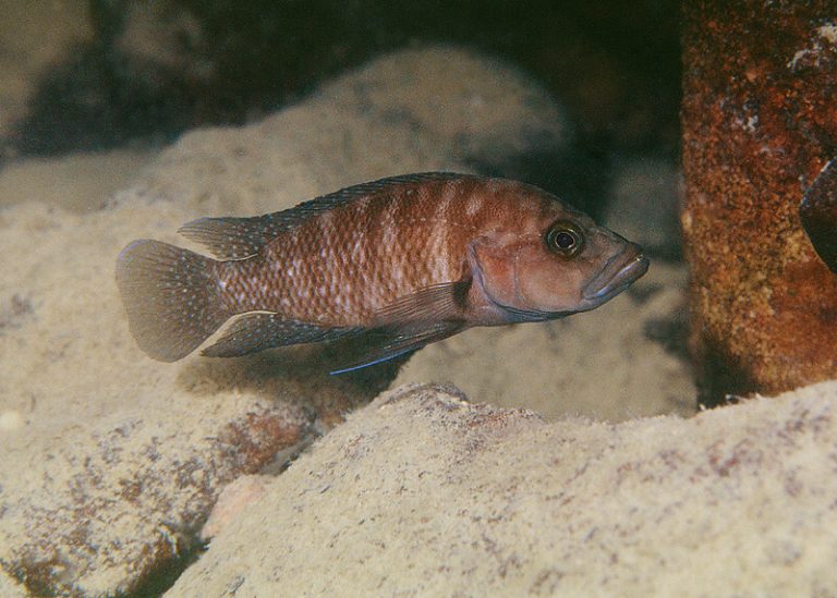 Neolamprologus obscurus Foto: Ad Konings