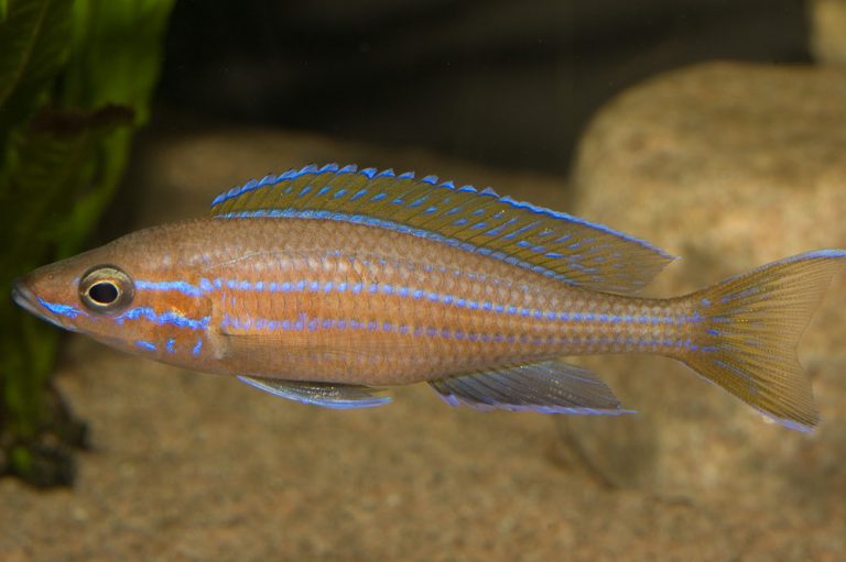 Paracyprichromis nigripinnis Foto: Michael Persson