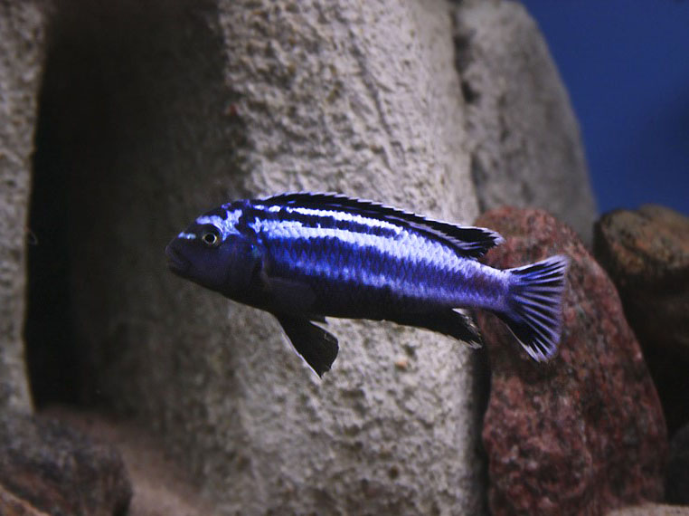 Melanochromis johannii Foto: Lars Nilsson
