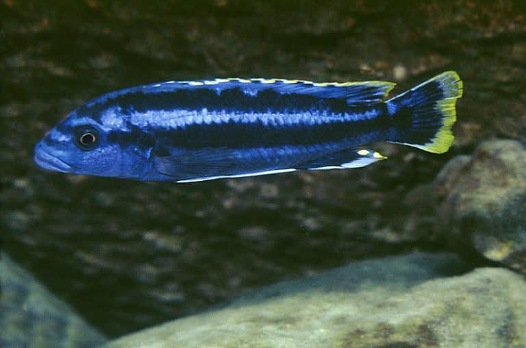 Melanochromis kaskazini Foto: Ad Konings