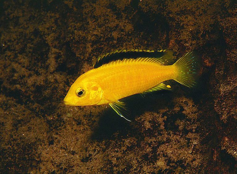 Labidochromis caeruleus Foto: Ad Konings