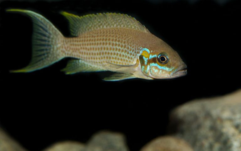 Neolamprologus splendens Foto: Fredrik Rollén