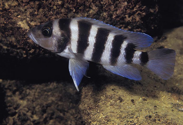 Neolamprologus sexfasciatus Foto: Ad Konings