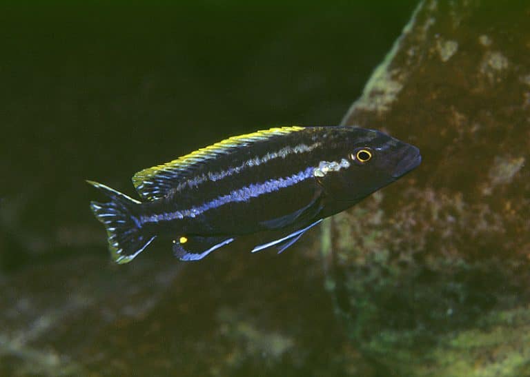 Melanochromis simulans Foto: Ad Konings