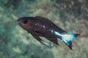 Ophthalmotilapia boops Foto: Ad Konings