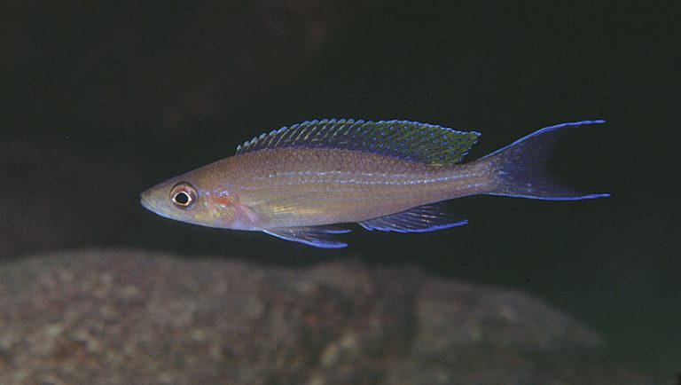 Paracyprichromis brieni Foto: Ad Konings