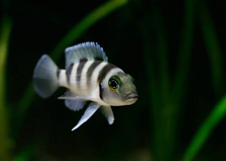 Neolamprologus tretocephalus Foto: Robin Hedström