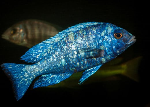 Placidochromis sp. 'phenochilus tanzania'