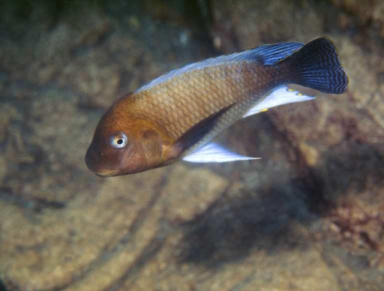 Petrochromis famula Foto: Ad Konings
