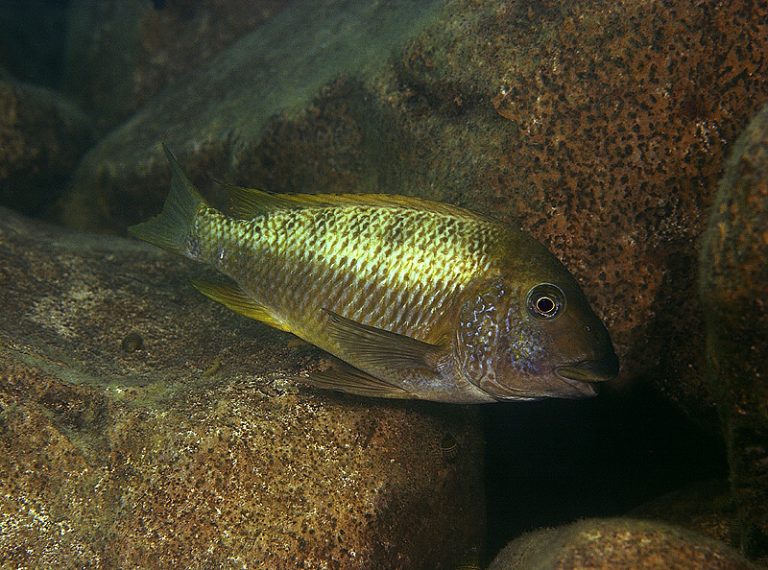 Petrochromis macrognathus Foto: Ad Konings