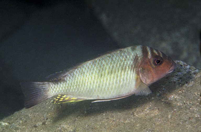 Petrochromis orthognathus Foto: Ad Konings