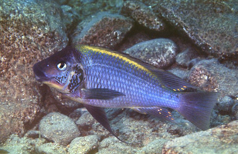 Petrochromis polyodon Foto: Ad Konings
