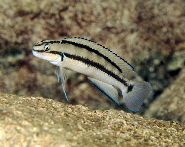 Telmatochromis brichardi Foto: Ad Konings