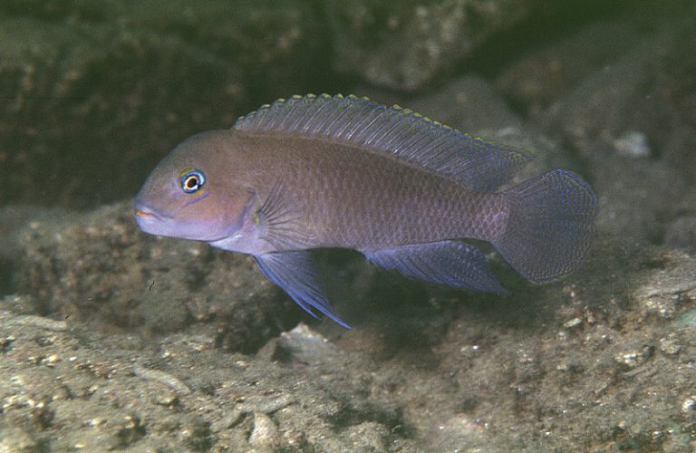 Telmatochromis temporalis Foto: Ad Konings