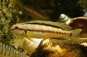 Telmatochromis vittatus Foto: Anders Wikland