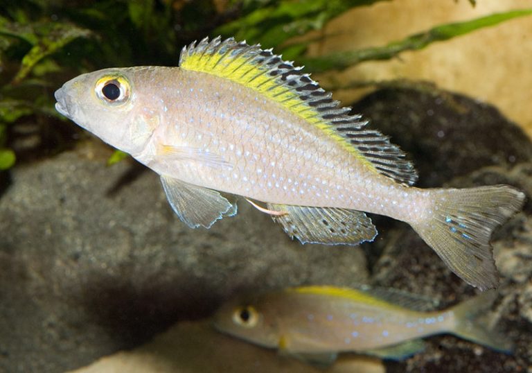 Xenotilapia spilopterus Foto: Michael Persson