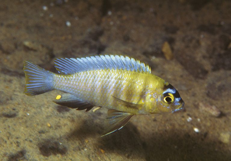 Metriaclima sp. 'zebra patricki' Foto: Ad Konings