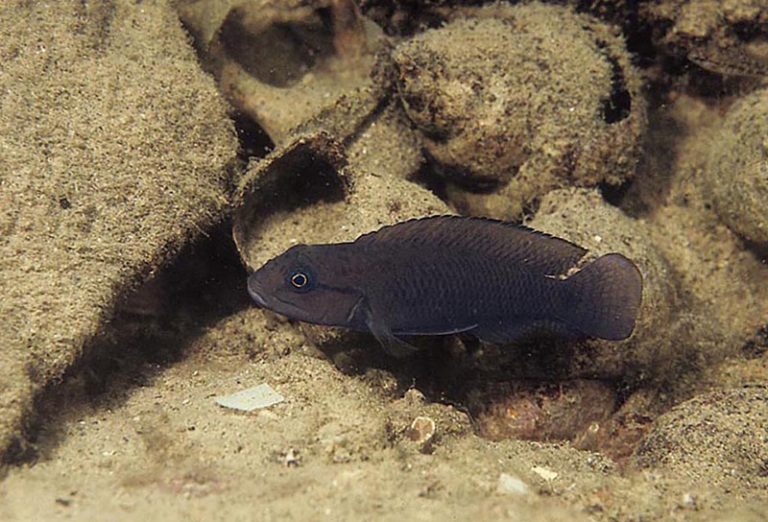 Telmatochromis temporalis Foto: Ad Konings