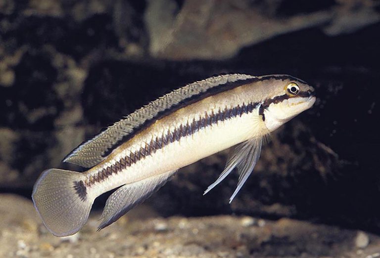 Telmatochromis vittatus Foto: Ad Konings