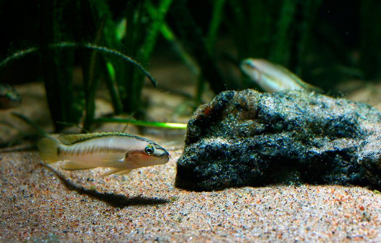 Telmatochromis vittatus Foto: Robin Hedström