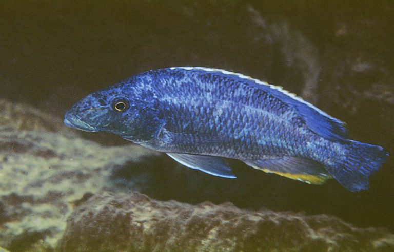 Nimbochromis linni Foto: Ad Konings