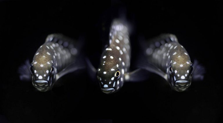 Tropheus duboisi Foto: Stefan Sjöberg