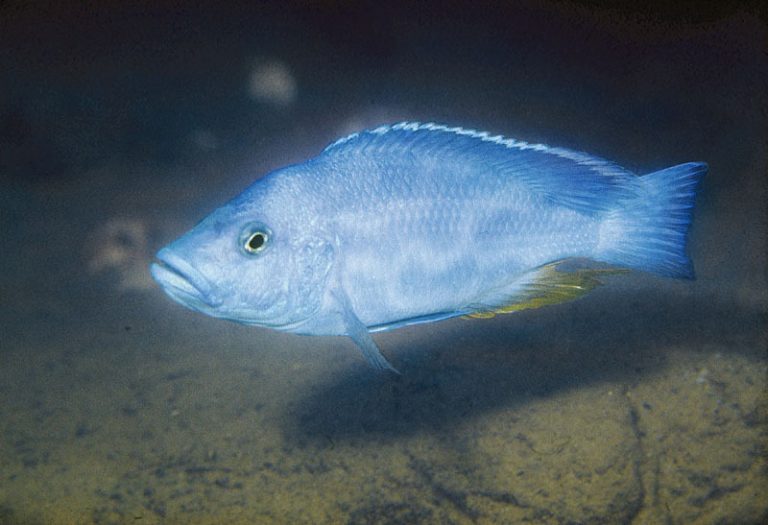 Nimbochromis livingstonii Foto: Ad Konings