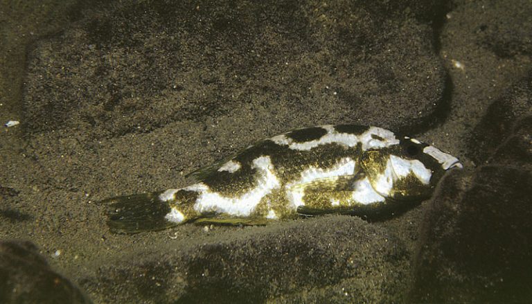 Nimbochromis livingstonii Foto: Ad Konings