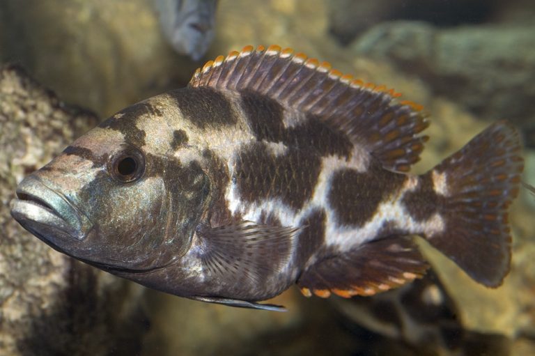 Nimbochromis livingstonii Foto: Michael Persson