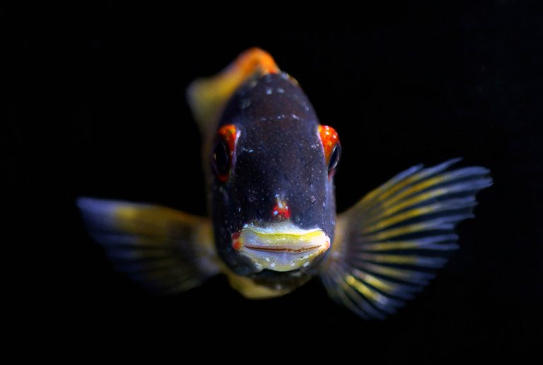 Tropheus moorii Foto: Stefan Sjöberg