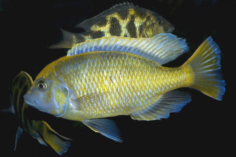 Nimbochromis venustus Foto: Michael Persson