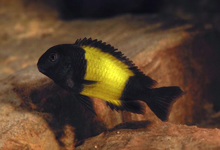 Tropheus sp. 'ikola' Foto: Ad Konings