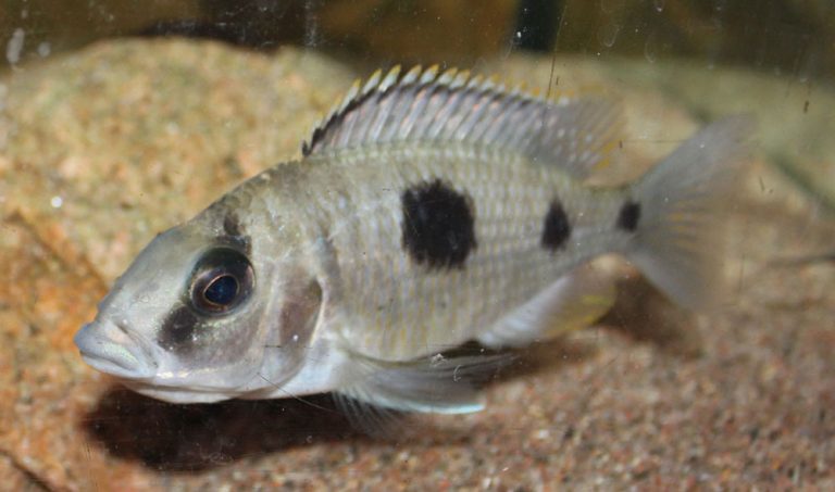 Otopharynx heterodon Foto: Hans Bergkvist