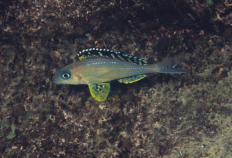 Xenotilapia papilio Foto: Ad Konings