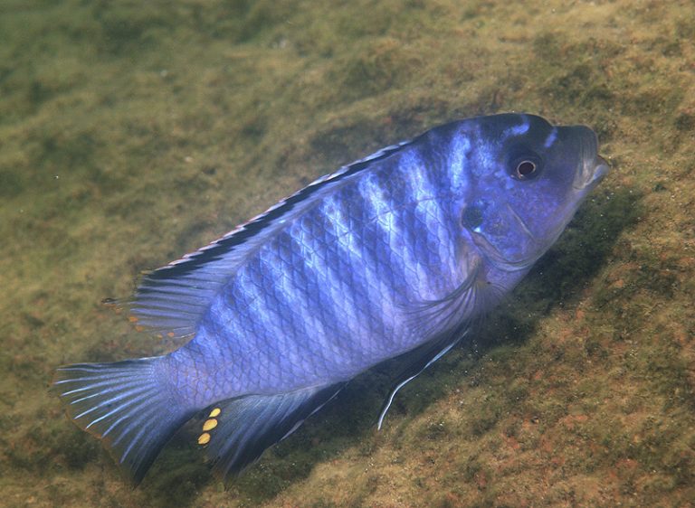 Petrotilapia mumboensis Foto: Ad Konings