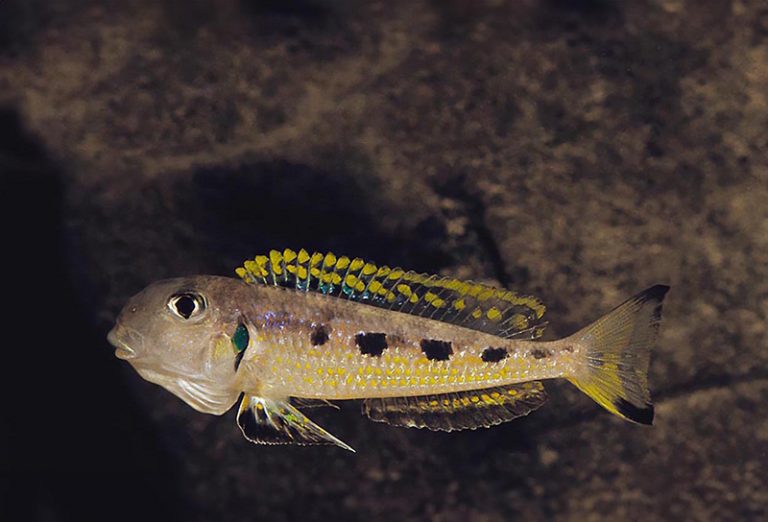 Xenotilapia singularis Foto: Ad Konings