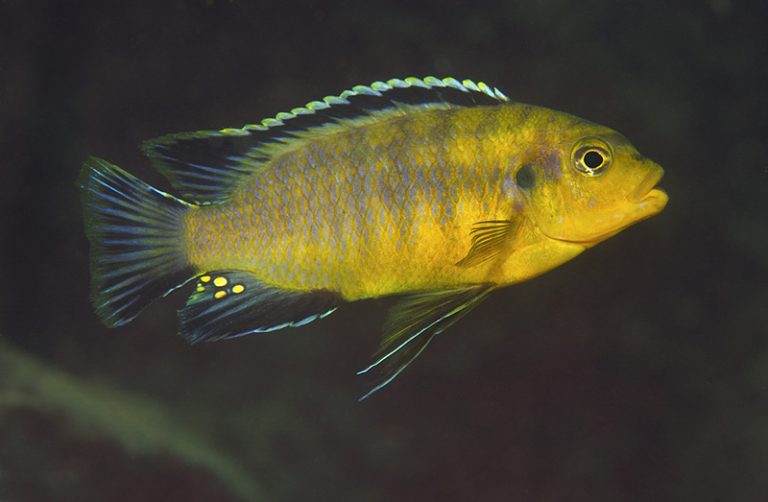 Petrotilapia sp. 'mumbo yellow' Foto: Ad Konings