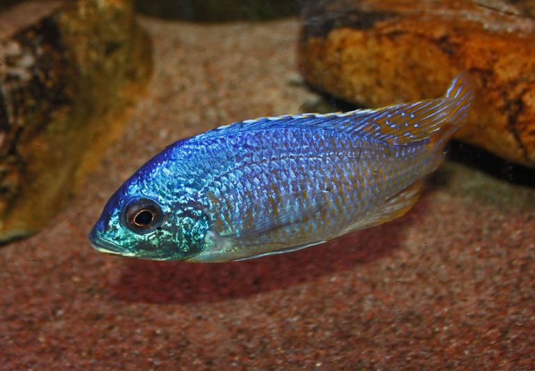 Placidochromis sp 'jalo' Foto: Hans Bergkvist