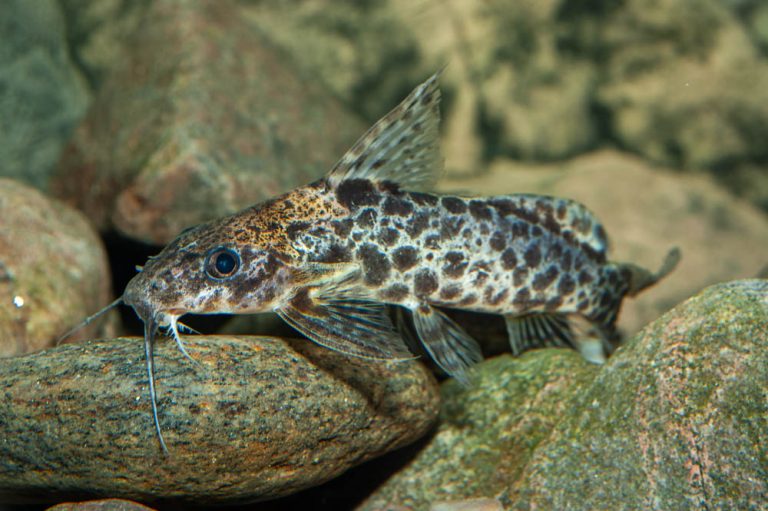 Synodontis camelopardalis Foto: Michael Persson