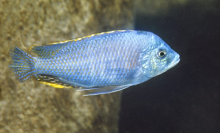 Protomelas similis Foto: Ad Konings