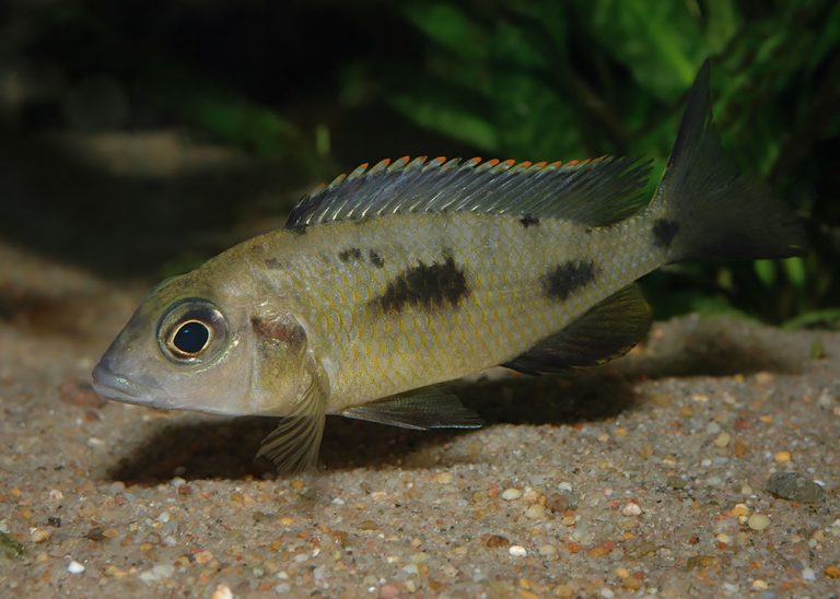 Otopharynx lithobates Foto: Michael Persson