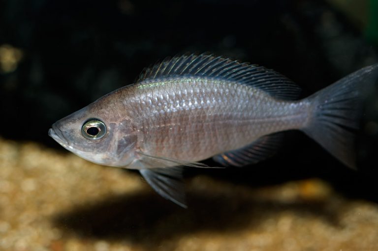 Copadichromis sp. "viginalis gold" Foto: Michael Persson