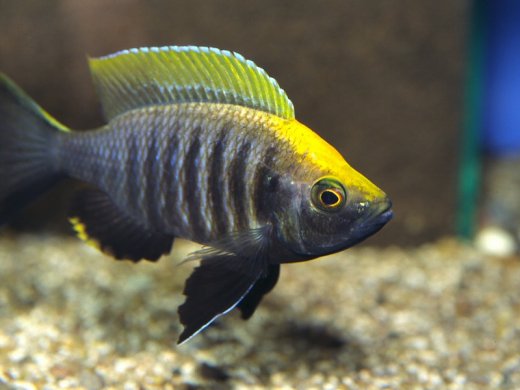 Copadichromis sp. 'viginalis gold'