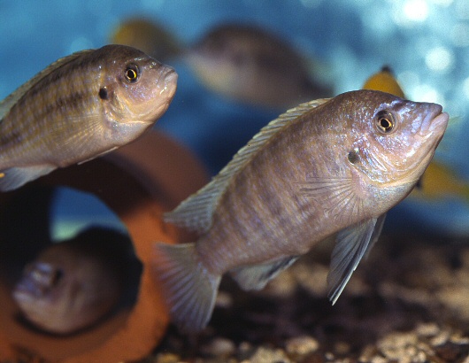 Labidochromis sp. 'caeruleus purple longnose'