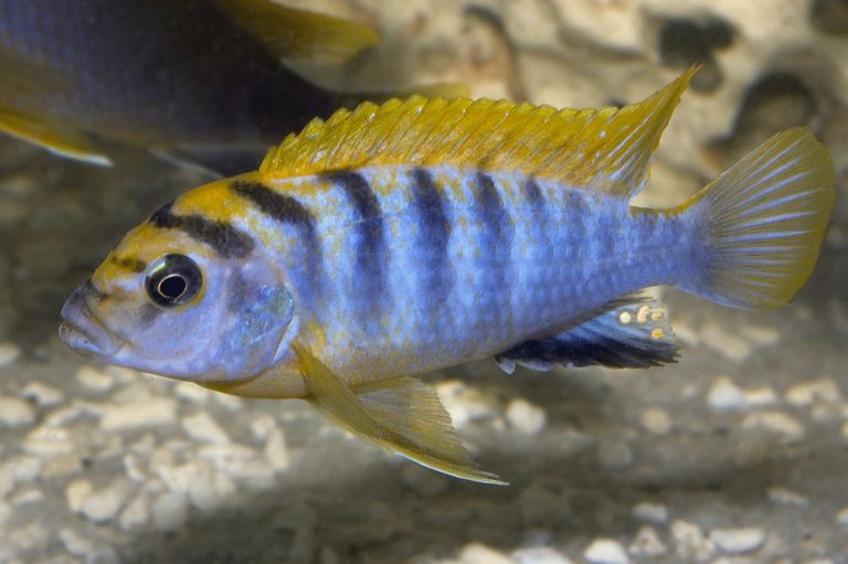 Labidochromis sp. 'hongi' Foto: Michael Persson