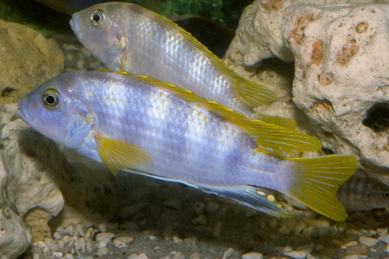 Labidochromis sp. "perlmutt" Foto: Michael Persson