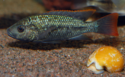 Oreochromis shiranus shiranus