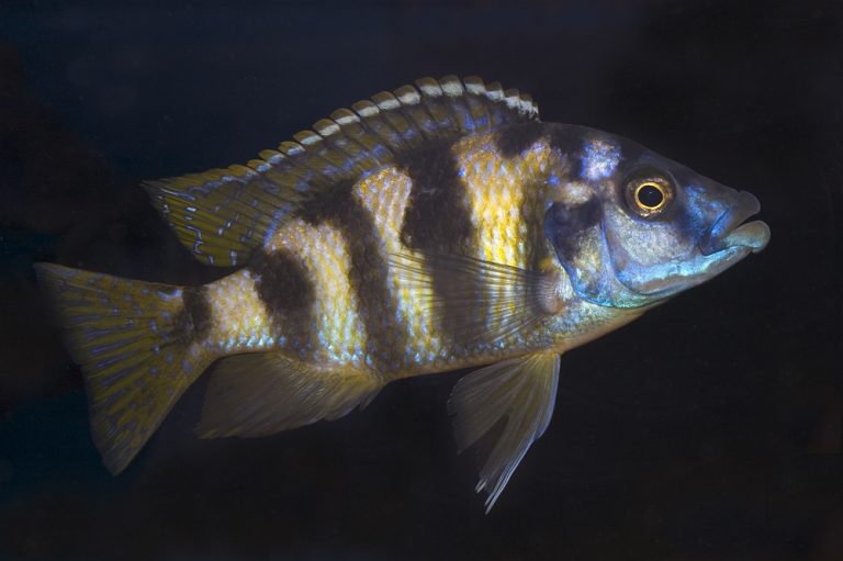 Placidochromis milomo Foto: Michael Persson